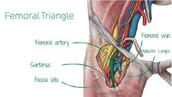 Femoral artery and its branches Instructional Video