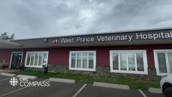 'My cattle are in a frying pan': P.E.I. farmer says stray voltage is hurting his livestock News Clip