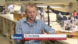 Fire ants form floating rafts to escape Texas floods News Clip