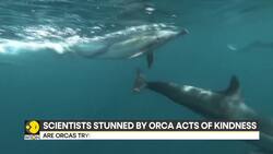 Killer whale shocks scientists by bringing food to humans unexpectedly News Clip