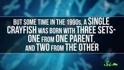 How an Army of Crayfish Clones Took Over Europe Instructional Video