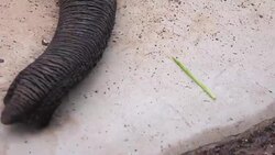 Moving elephant trunk looking for food in 4k Stock Footage