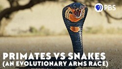 Primates vs Snakes (An Evolutionary Arms Race) Instructional Video