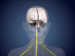 Senses: Sense Receptors Instructional Video