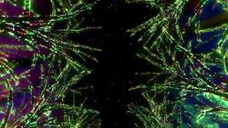 Neon Tree illumination Stock Footage