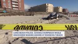 Police: Humpback whale washes ashore on Long Beach News Clip