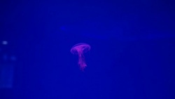 Close-up Jellyfish, Medusa in fish tank with neon light. Stock Footage