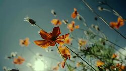 Orange Cosmos flower field with sun flare. - Stock video Stock Footage