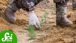 Reforestation Does Not Begin With Planting Trees Instructional Video