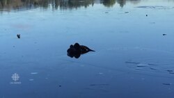 River otter's 'love fest' at Stanley Park's Lost Lagoon News Clip