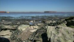 Beluga whale spotted in the Thames 'swimming strongly and feeding normally' Stock Footage