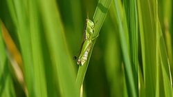 Slow motion grasshopper on green rice plant field Stock Footage