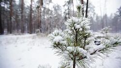 Pine branch in snow. Snowfall in the forest park. Winter landscape in snow-covered blurred park. HD video Stock Footage