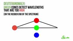 Seeing the World In Color | Compilation Instructional Video