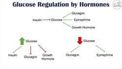 High Early Morning Glucose | Dawn Phenomenon & Somogyi Effect Instructional Video