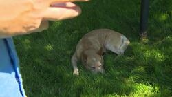 Preparing pets for people returning to work News Clip