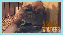 New Chinchilla Rescue Update Instructional Video