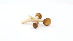 Three jizong mushroom. Rotating on the turntable isolated on the white background. Close up. Macro. Stock Footage