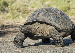 Tortoises Instructional Video