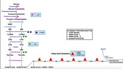 Overview of Metabolism [Part 1] | Glycolysis, β-oxidation, Glycogen Metabolism, & Lactose Metabolism Instructional Video