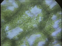 Origin and Diversity of Plants: the Origin of Plants Instructional Video