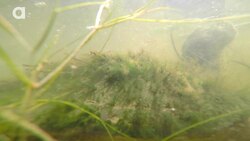 Epic Turtle Catch from a Kayak! Instructional Video