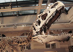 Mass Extinction: Dinosaurs Instructional Video