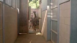 Behind the Scenes of the Giraffe Exhibit at the San Diego Zoo Instructional Video