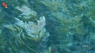 Hands vs. Hot Springs!
