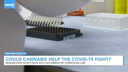 Could CBD Help Fight Severe Cases Of COVID-19? News Clip