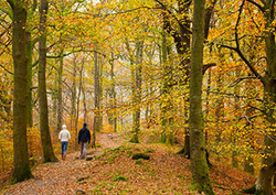Ecosystem Management: Deciduous Forests Instructional Video