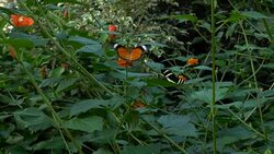 Butterfly Stock Footage