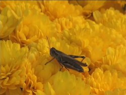 Fundamentals of Genetics: Summing Up Instructional Video