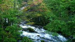 Akan National Park of colored leaves Stock Footage