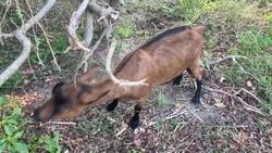 Sea Girt incorporates goats to use unwanted invasive plant life News Clip