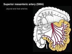 SMA and IMA Instructional Video