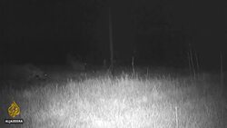 Locally extinct Jaguars return to Argentina after 70 years News Clip