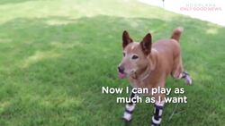 Nakio The Bionic Dog Inspires Book "Stubby and his Magic Boots" Instructional Video