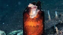 The Impact of Climate Change and Pollution on the Octopus Instructional Video