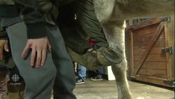RCMP horses help at-risk youth build confidence News Clip
