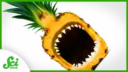 How Do Pineapples Eat Us Back? Instructional Video