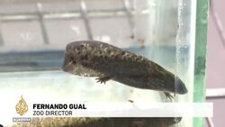 Mexico museum spotlights endangered axolotl salamander News Clip
