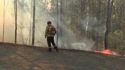 VOICED : Australia declara los koalas como especie "en peligro" en su costa oriental News Clip