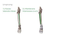 Musculus tibialis anterior Instructional Video