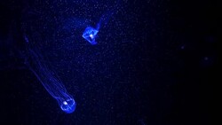 Close-up Jellyfish, Medusa in fish tank with neon light. Jellyfish is free-swimming marine coelenterate with a jellylike bell- or saucer-shaped body that is typically transparent. Stock Footage