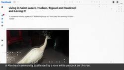 This fugitive white peacock has eluded capture for 8 days News Clip