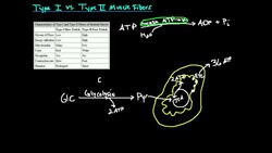Type I vs Type IIb Muscle Fibers Instructional Video