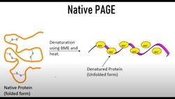 Native PAGE : Polyacrylamide gel electrophoresis Instructional Video