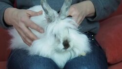 Easter bunny. Stock Footage