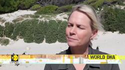 South Africa: Penguins Can Disappear From South Africa By 2035, Researchers Alarmed | World DNA News Clip